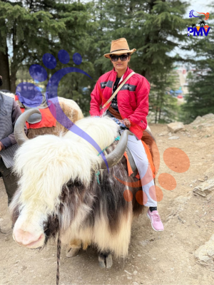 Plan my vacation customer review, sitting on yalk